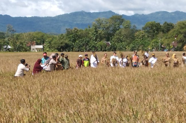 Panen Raya bersama Menteri Pertanian di Desa Kalikebo Kecamatan Trucuk