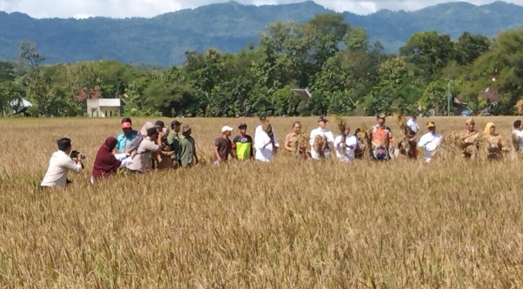 Panen Raya bersama Menteri Pertanian di Desa Kalikebo Kecamatan Trucuk