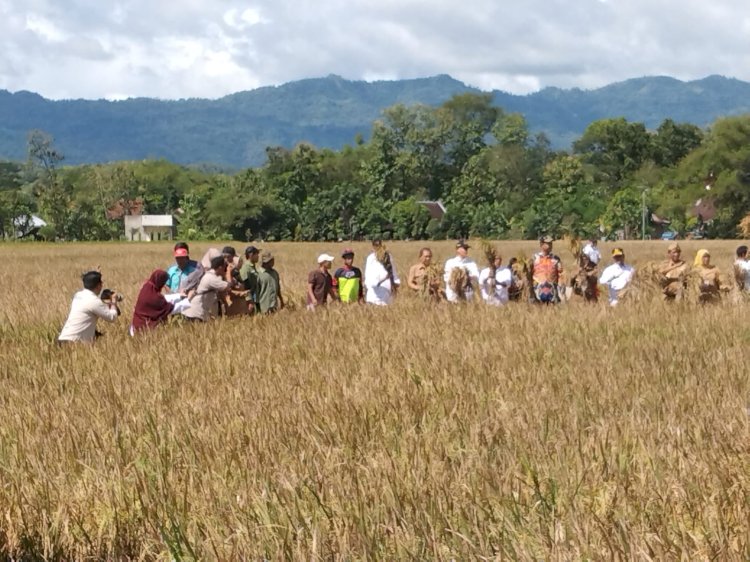 Panen Raya bersama Menteri Pertanian di Desa Kalikebo Kecamatan Trucuk